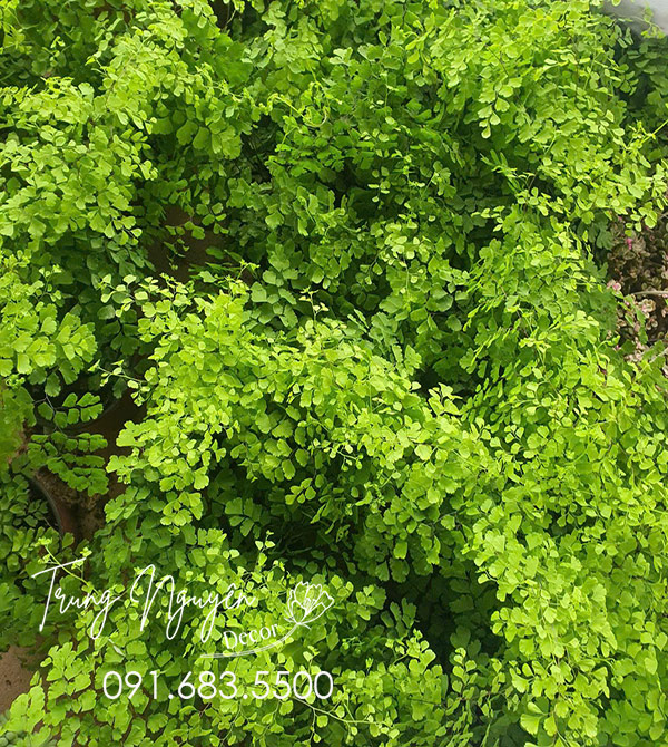 Cây Tóc Thần Vệ Nữ