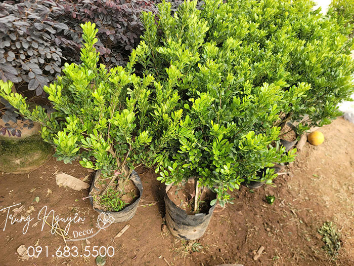 Cây Ngâu hoa vàng