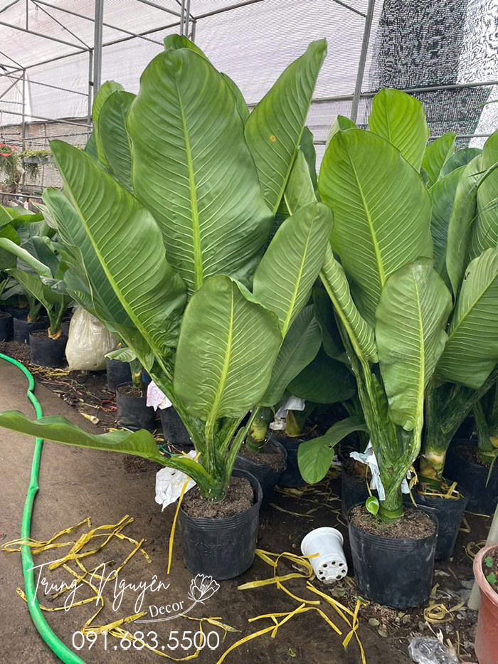 Cây Đại Phú Gia