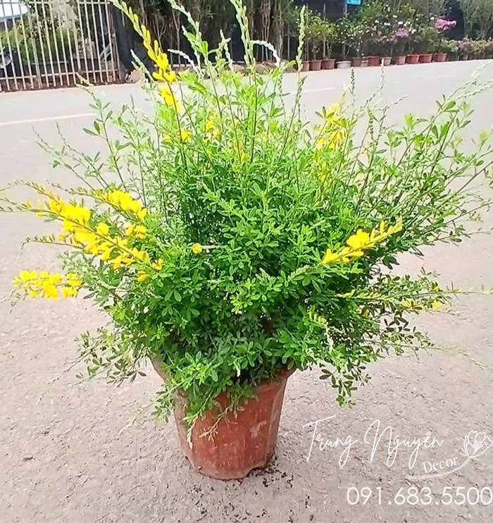 Cây Hoàng Minh Thảo