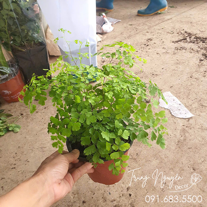 Cây Tóc Thần Vệ Nữ