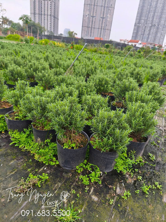 Cây Hương Thảo Rủ