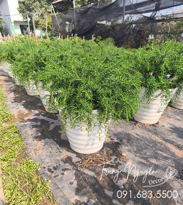 Cây Hương Thảo Rủ