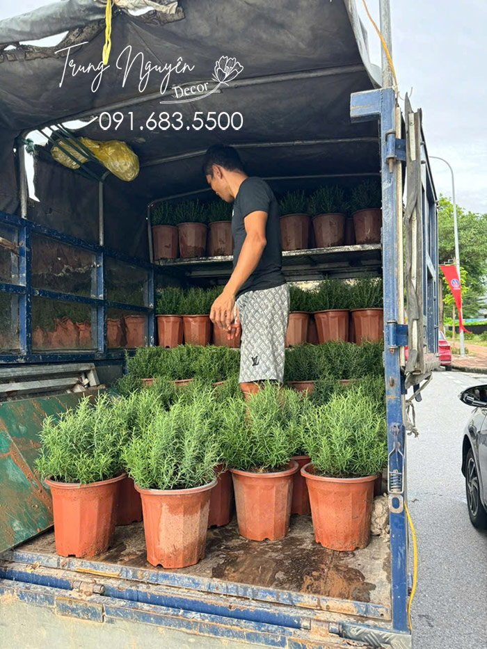 Cây Hương Thảo Rủ