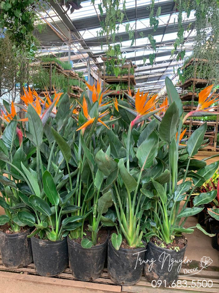 Cây hoa Thiên Điểu Mỏ Hạc