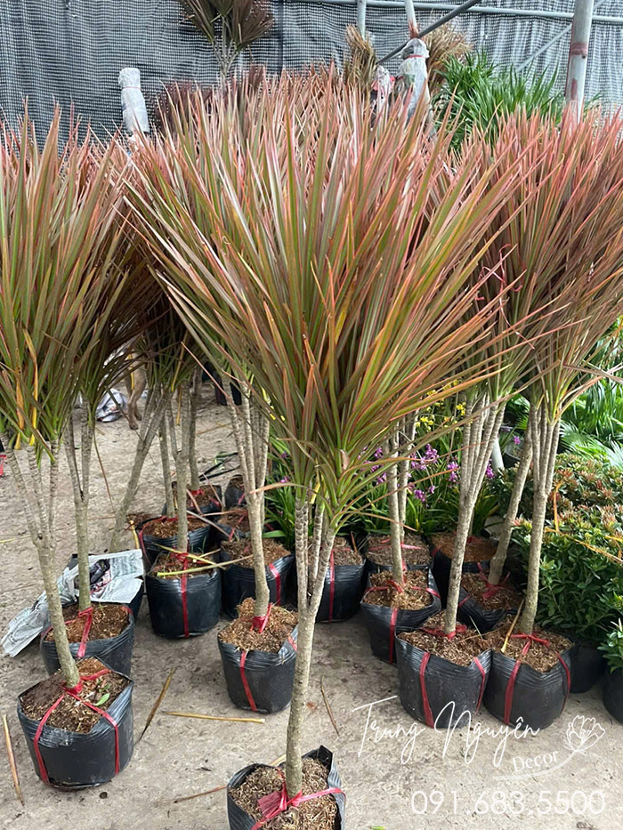 Cây Huyết Dụ Kiếm