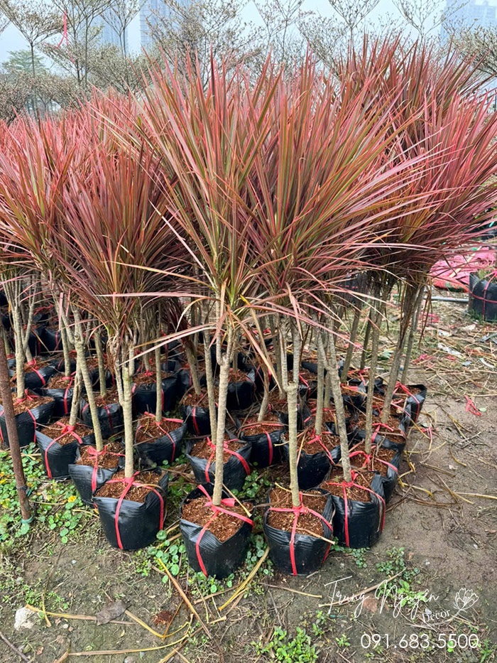 Cây Huyết Dụ Kiếm