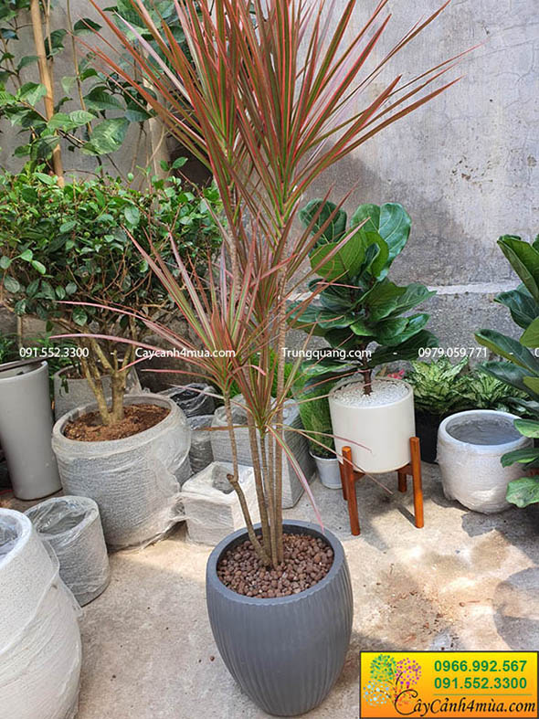 Cây Huyết Dụ Kiếm