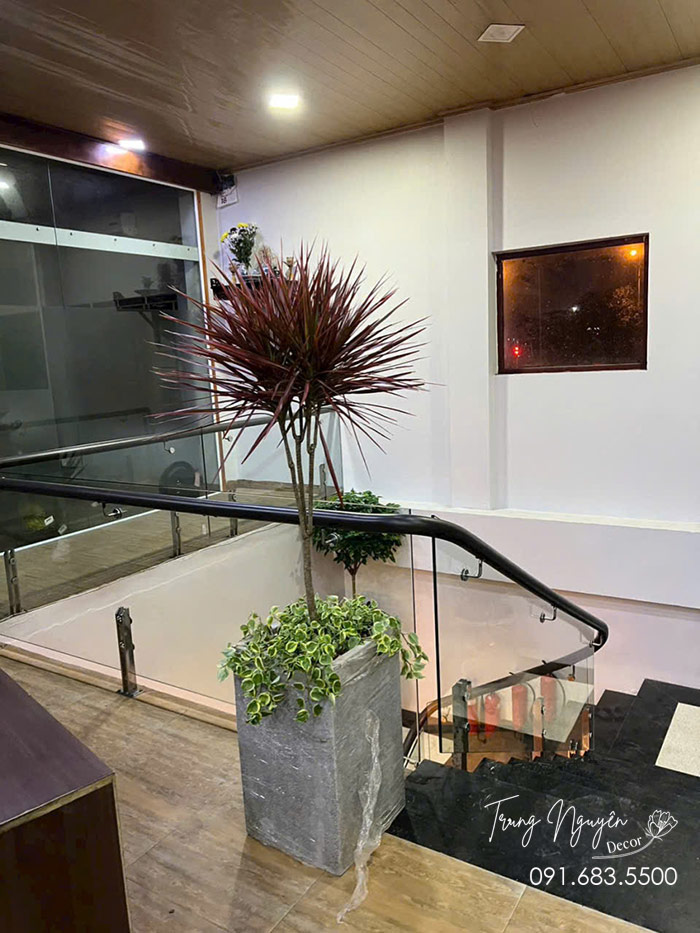 Cây Huyết Dụ Kiếm