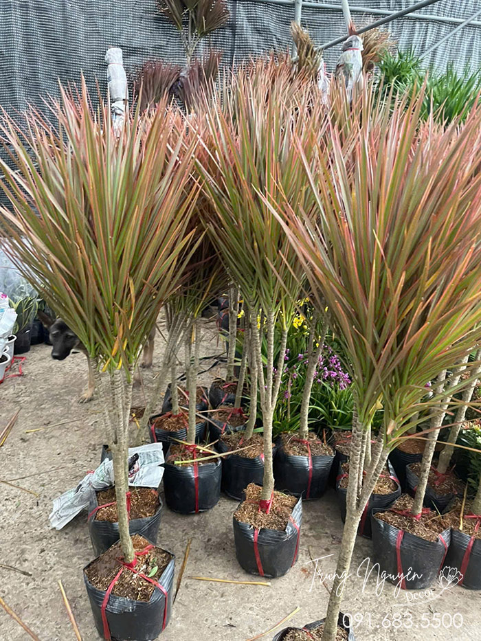 Cây Huyết Dụ Kiếm