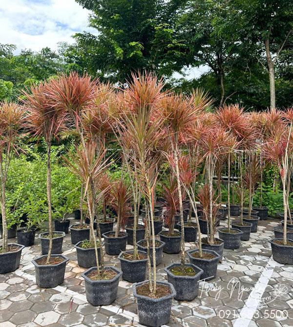 Cây Huyết Dụ Kiếm