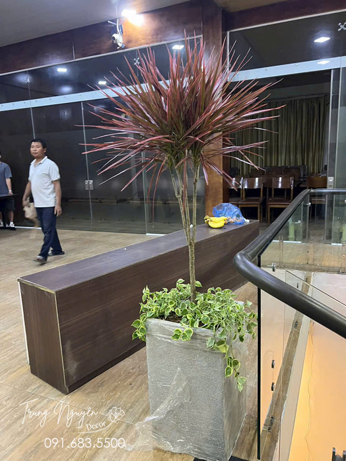 Cây Huyết Dụ Kiếm