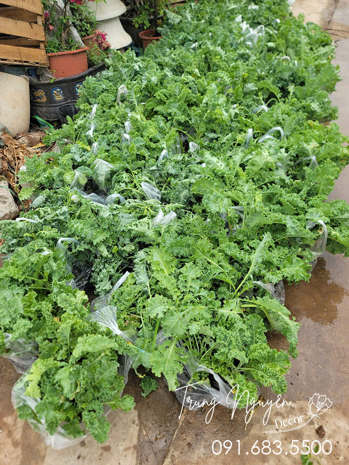 Cây Cải Kale