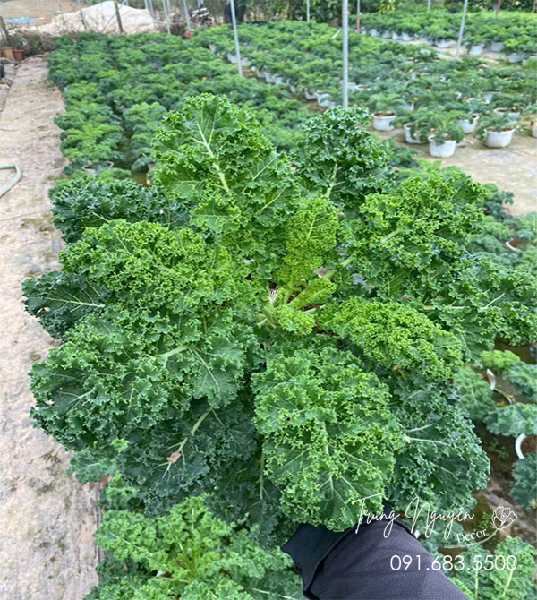 Cây Cải Kale