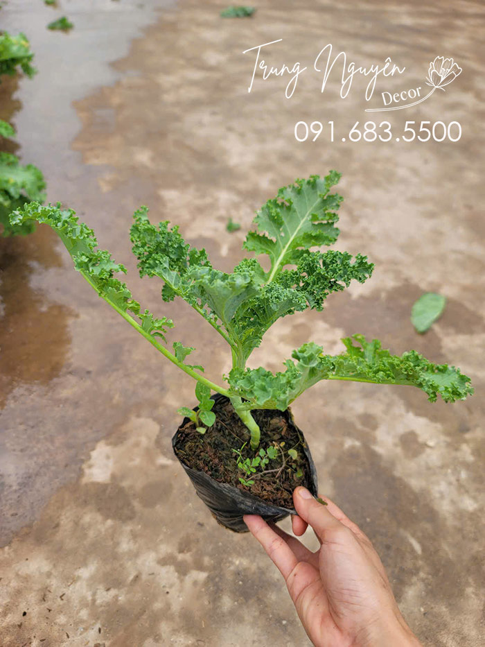 Cây Cải Kale