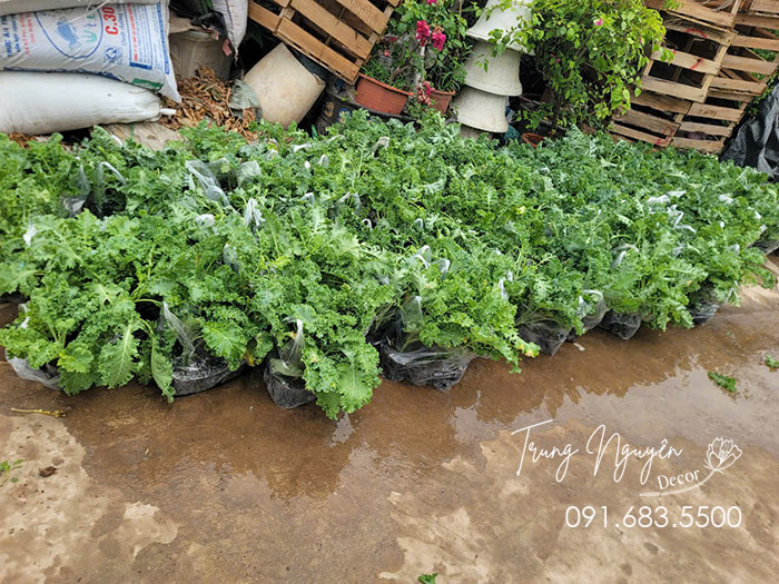Cây Cải Kale