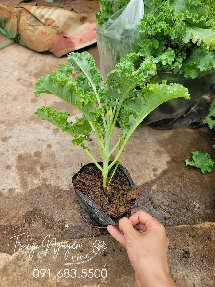 Cây Cải Kale
