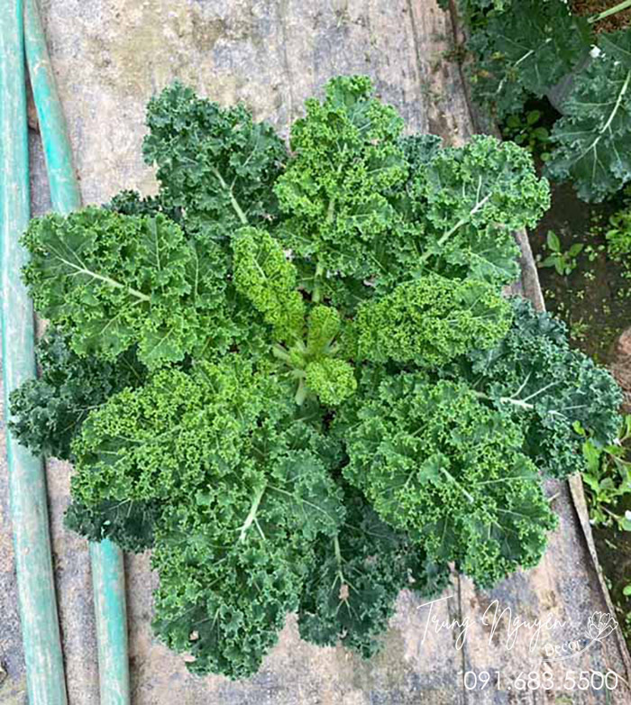 Cây Cải Kale