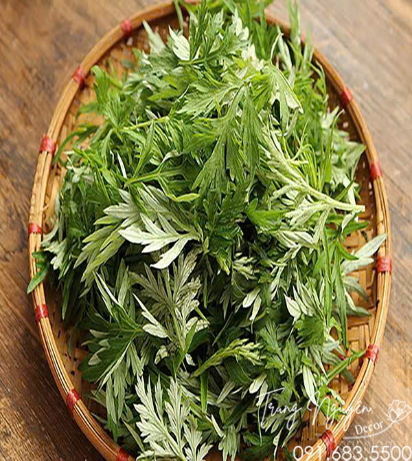 Cây Ngải Cứu