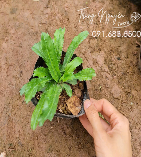 Cây Mùi Tàu