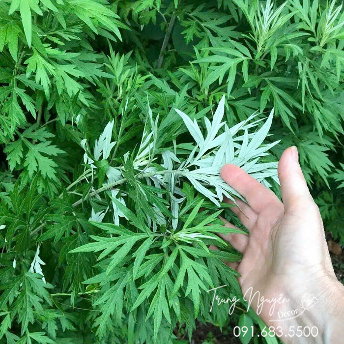 Cây Ngải Cứu