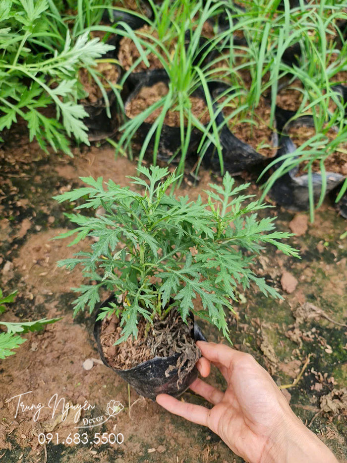 Cây Ngải Cứu