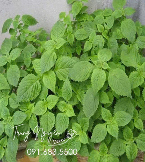 Cây Rau Kinh Giới