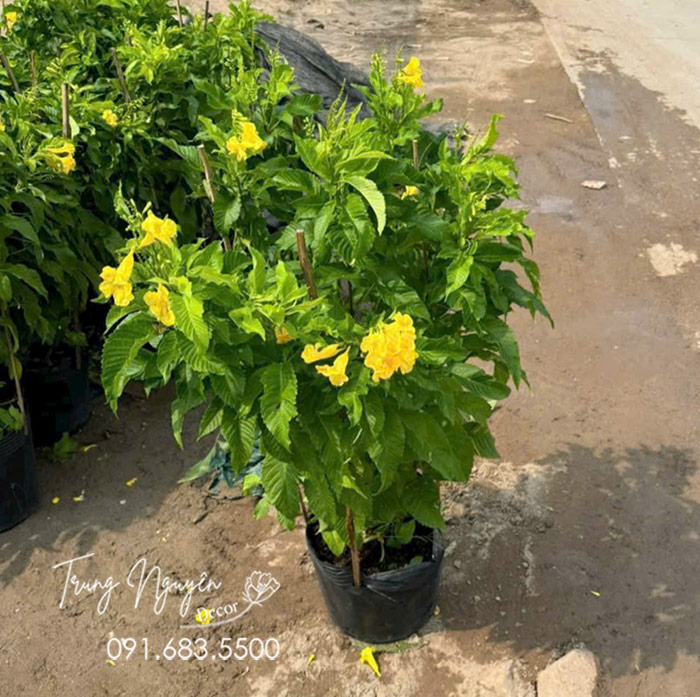 Cây Chuông Vàng - Huỳnh Liên