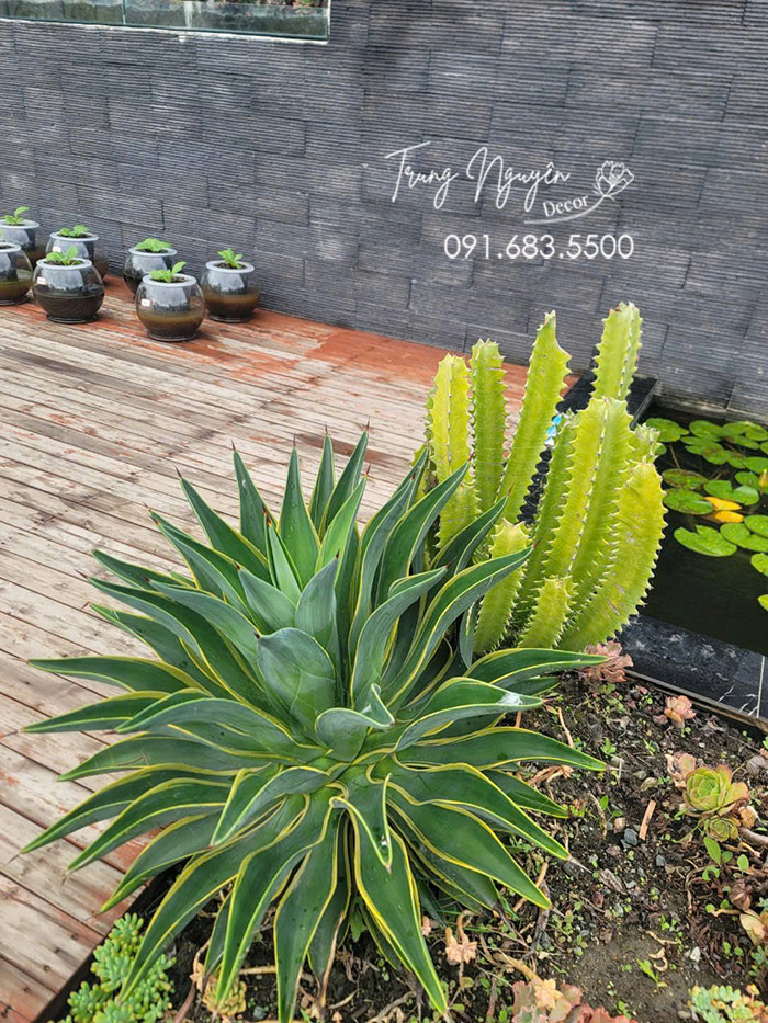 Cây dứa Nam Mỹ thái vàng