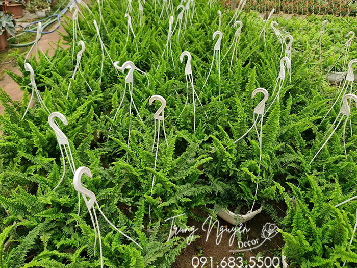 Cây Dương Xỉ Thái