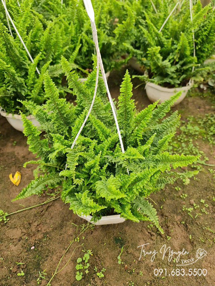 Cây Dương Xỉ Thái