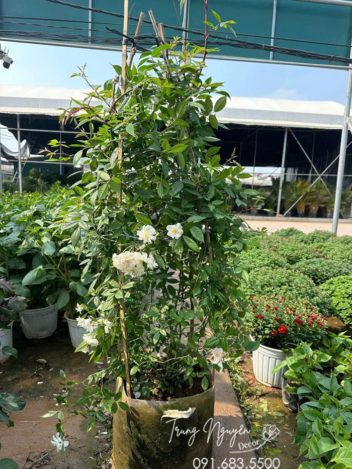 Cây Hồng Leo Ngỗng Tuyết