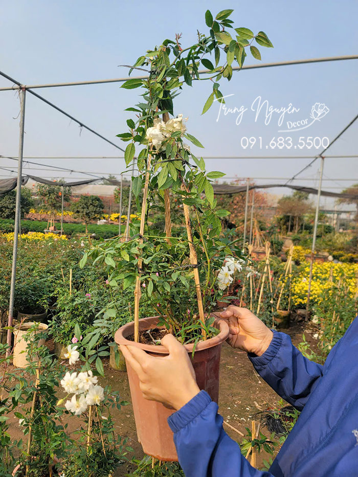 Cây Hồng Leo Ngỗng Tuyết