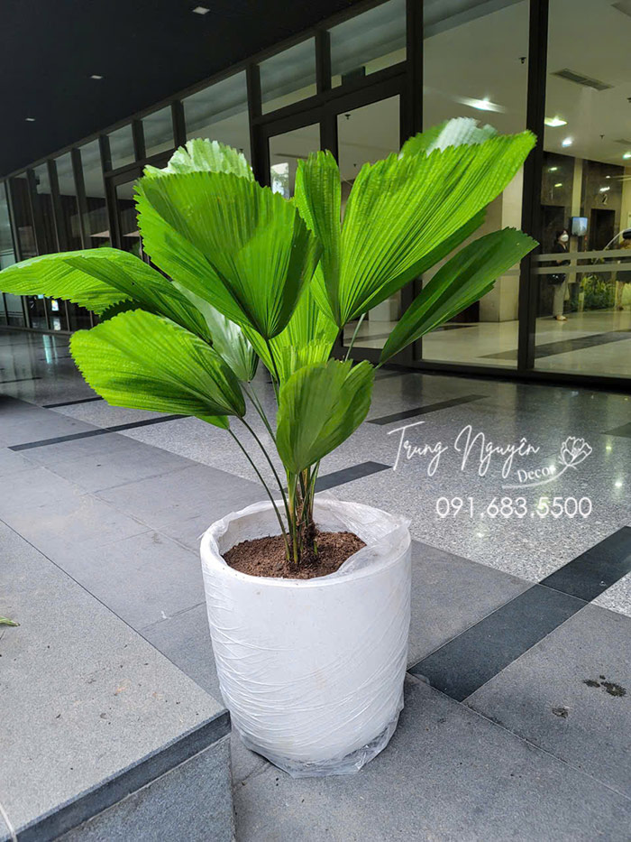 Kè Nhật