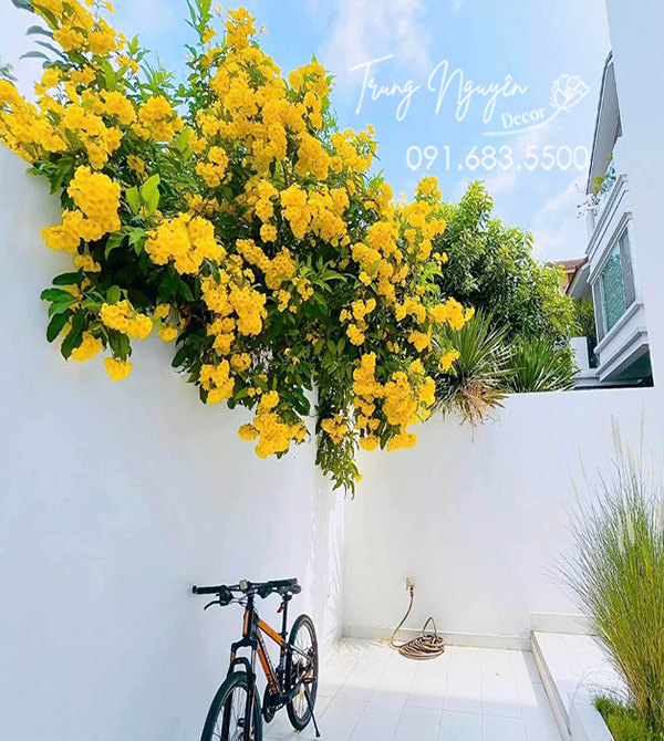 Cây Chuông Vàng - Huỳnh Liên