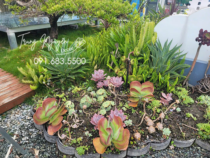 Cây dứa Nam Mỹ thái vàng