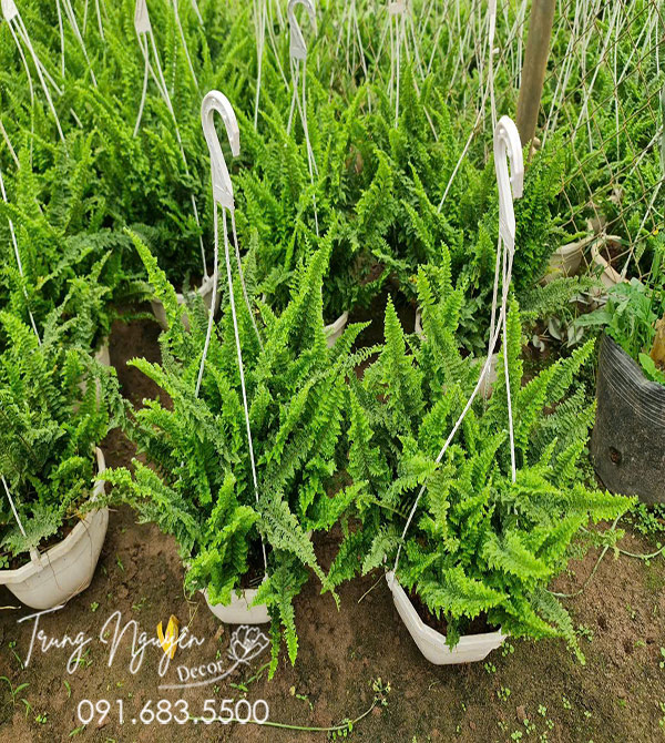 Cây Dương Xỉ Thái