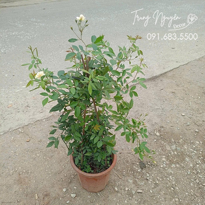 Cây Hồng Leo Ngỗng Tuyết