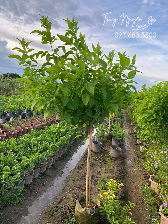 Cây Chuông Vàng - Huỳnh Liên