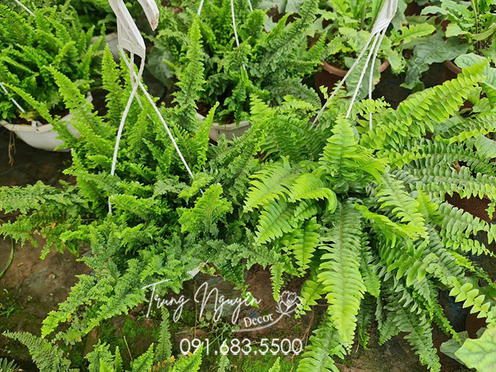 Cây Dương Xỉ Thái