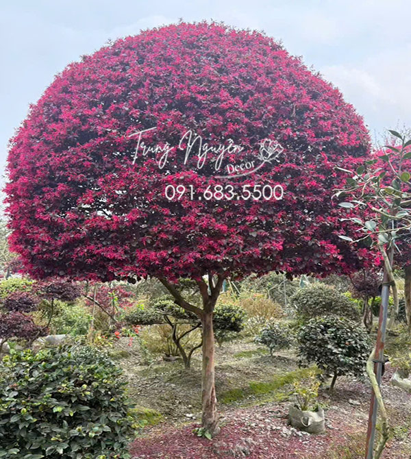 Cây Hồng Phụng