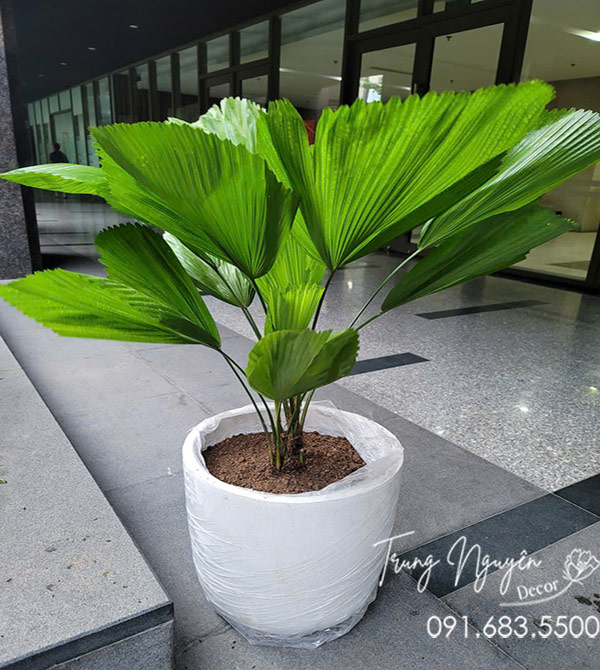 Kè Nhật