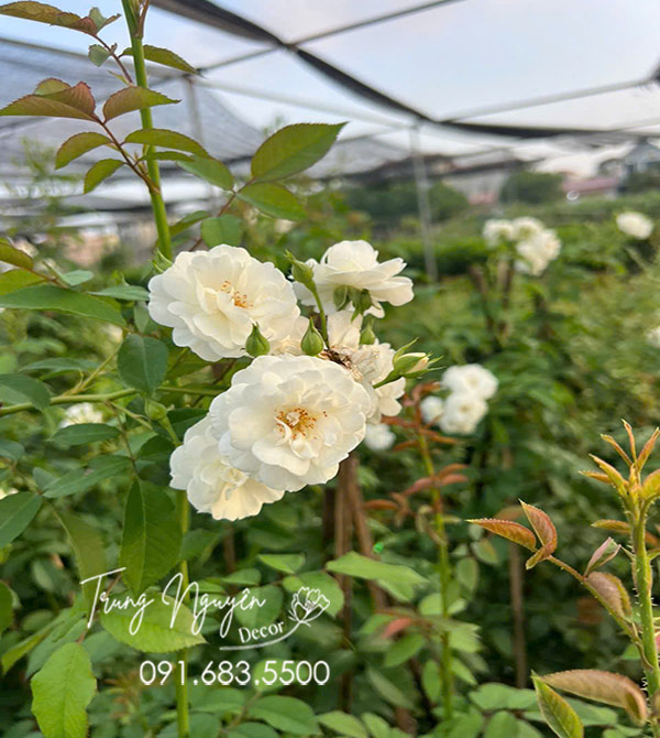 Cây Hồng Leo Ngỗng Tuyết