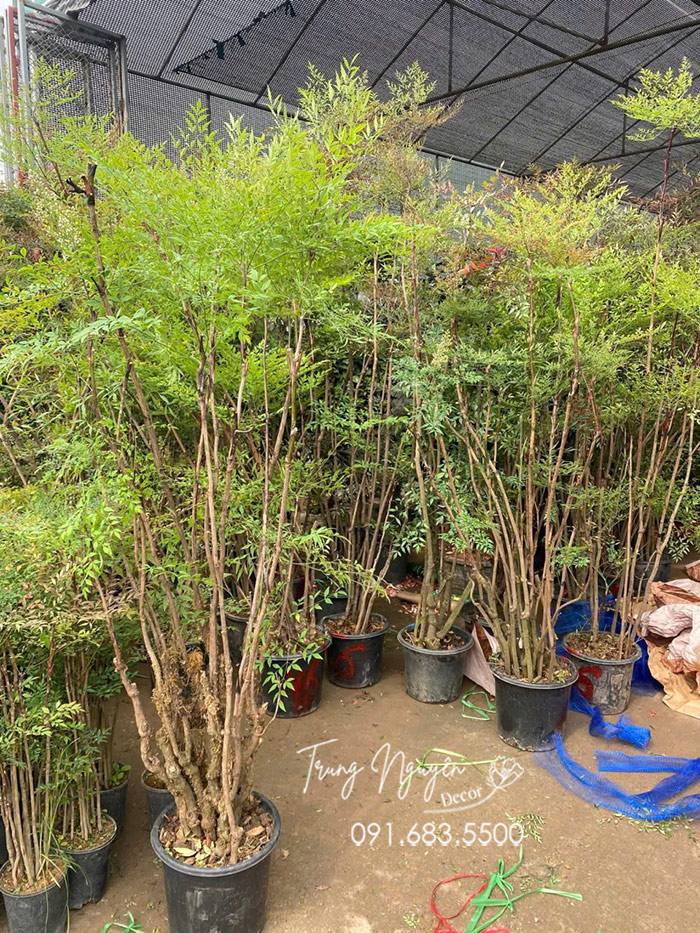 Cây Nam Thiên Trúc