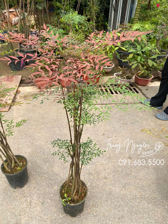 Cây Nam Thiên Trúc