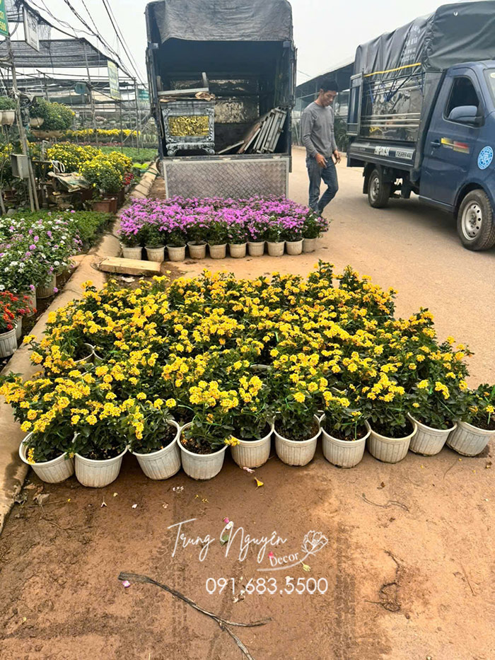 Cây Ngũ Sắc Vàng Rủ