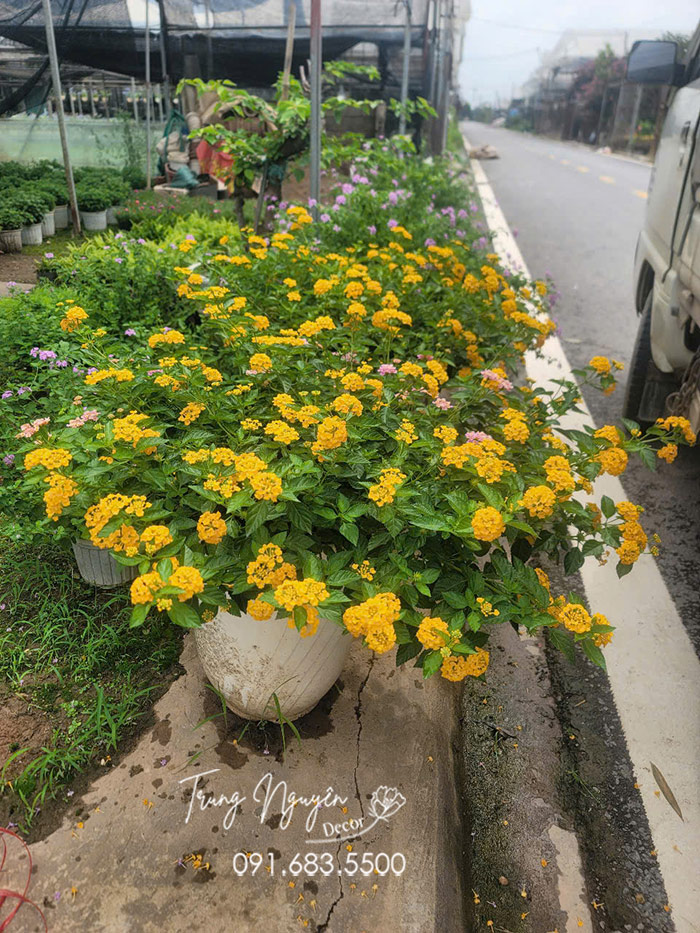 Cây Ngũ Sắc Vàng Rủ