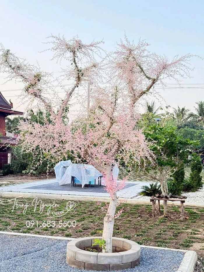 Cây Tam Tài