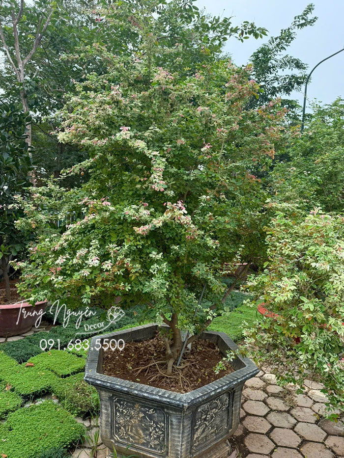 Cây Tam Tài