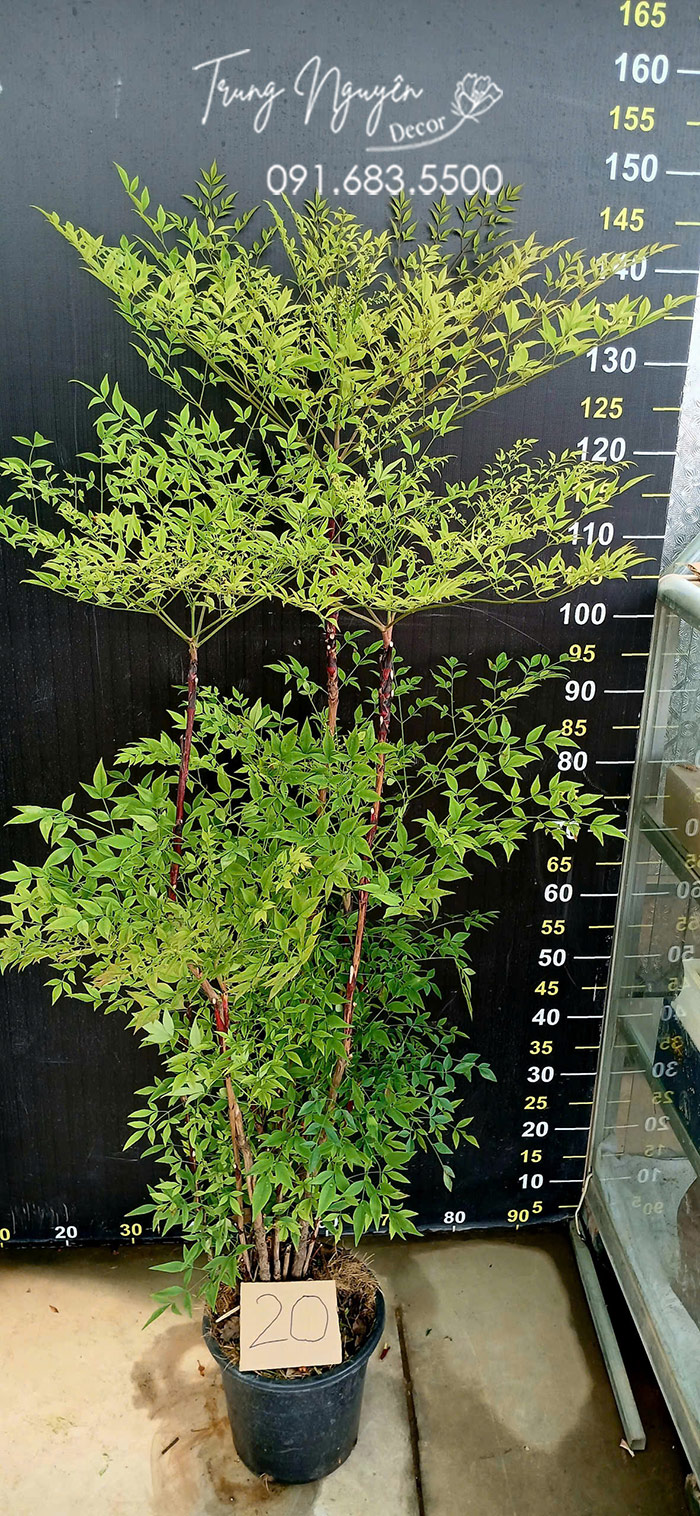 Cây Nam Thiên Trúc